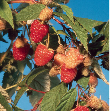 Caroline Raspberry Plants - Price Per Cane