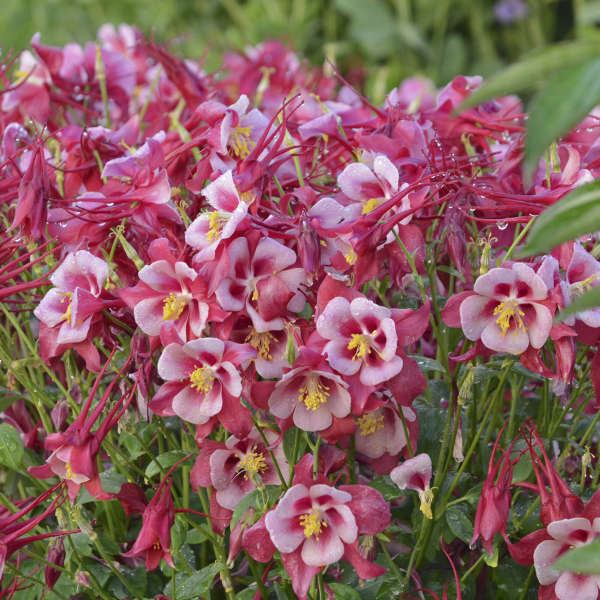 Aguilegia earlybird Red Columbine