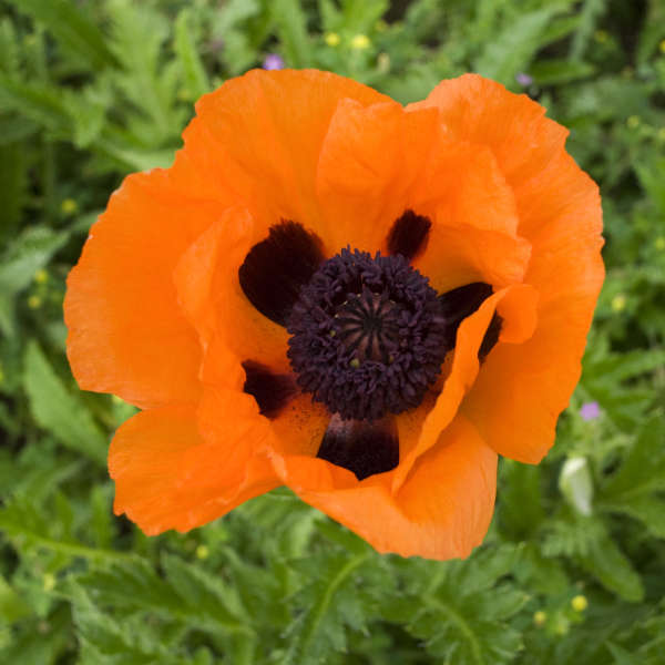 Papaver orient Prince Orange Poppy