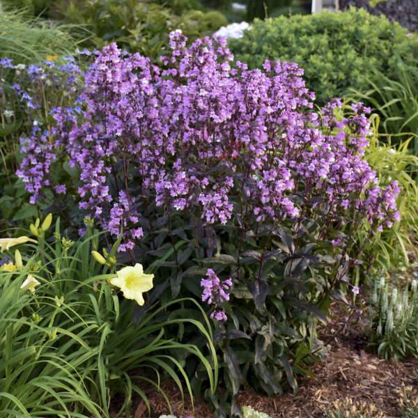 Midnight Masquerade Penstemon PW