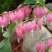 Dicentra spectabilis Old Fashioned Bleeding Hearts
