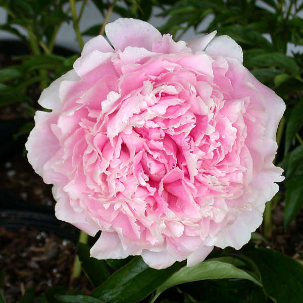 Sarah Bernhardt Peony