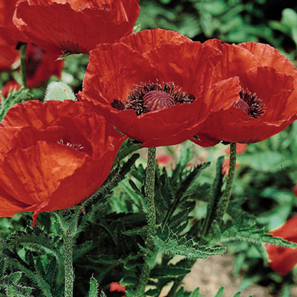 Papaver orient Beauty of Livermere Poppy