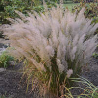 Korean Feather Reed Grass