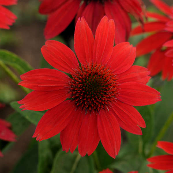 Sombrero Salsa Red Coneflower