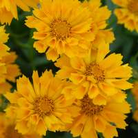 Coreopsis grandif Jethro Tull Tickseed