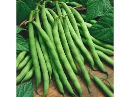 Bush Beans