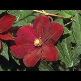 Rouge Cardinal Clematis in Pot