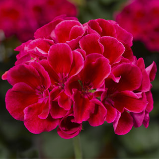 Calliope Medium Crimson Flame Geranium