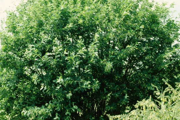 Siberian Peashrub-Caragana