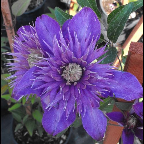 Multi Blue Clematis in Pot