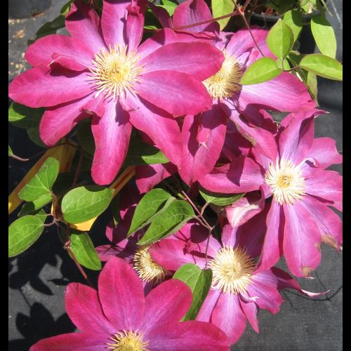 Pink Champagne Clematis In Pot