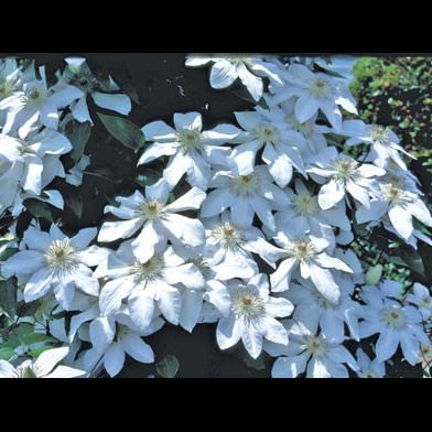 Henry Clematis in Pots