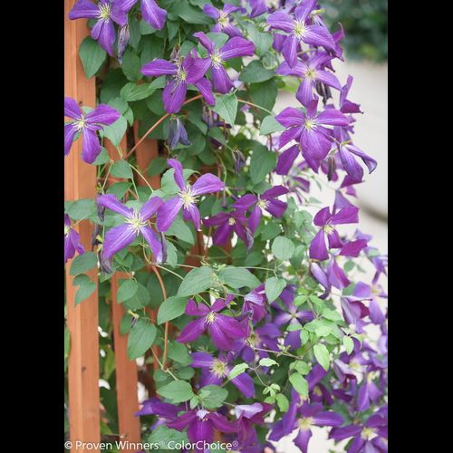 Happy Jack Purple Clematis in Pot PW