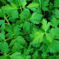 Parsley