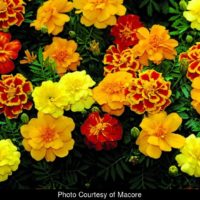 Durango Mix Marigold