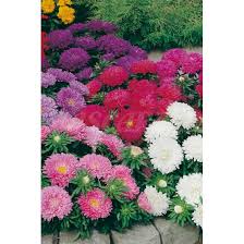 Dwarf Queen Mix Aster