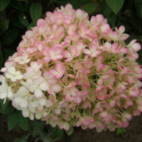 Bobo Hydrangea paniculata PW