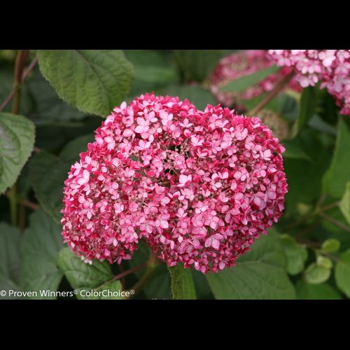 Invincibelle Spirit II Hydrangea in Pot