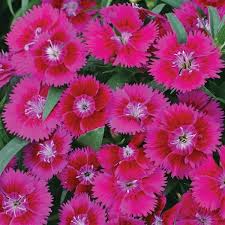 Ideal Select Violet Dianthus
