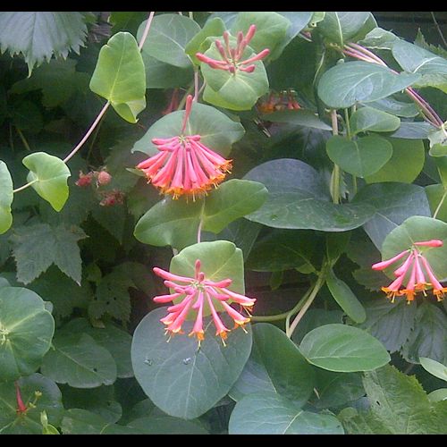 Dropmore Scarlet Honeysuckle in Pot