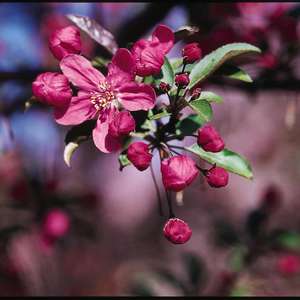 Prairifire Crab Apple