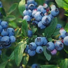 Northcountry Blueberry