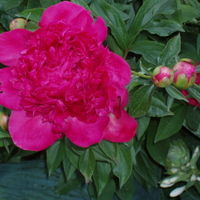 Red Charm Peony