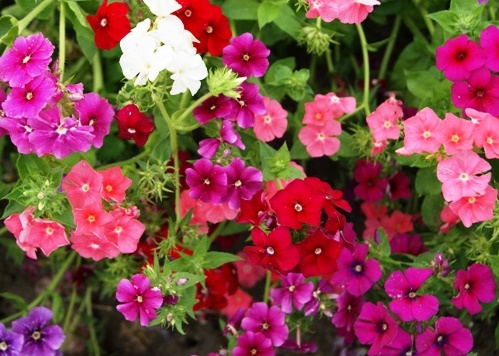 Dwarf Mix Annual Phlox