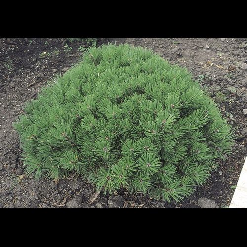 Dwarf Mugo Pine in Pots