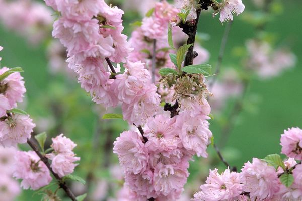 Double Flowering Plum Shrub