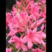 Flowering & Ornamental Shrubs in Containers
