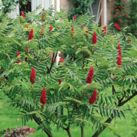 Shrubs in Containers