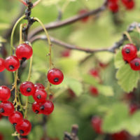 Fruiting Shrubs in Containers