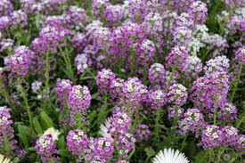 Royal Carpet Lavender Alyssum