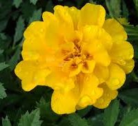 Safari Yellow Marigold
