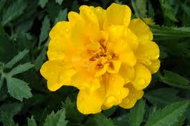 Safari Yellow Marigold