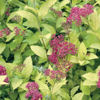 Spirea in Containers