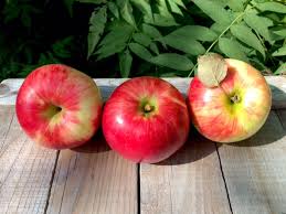 State Fair Apple Tree