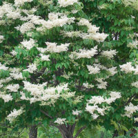 Ivory Silk Japanese Tree Lilac