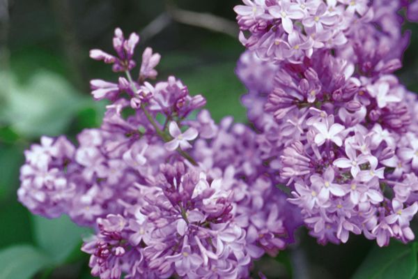 Common Purple Lilac