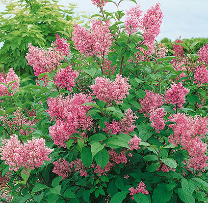 Donald Wyman Lilac