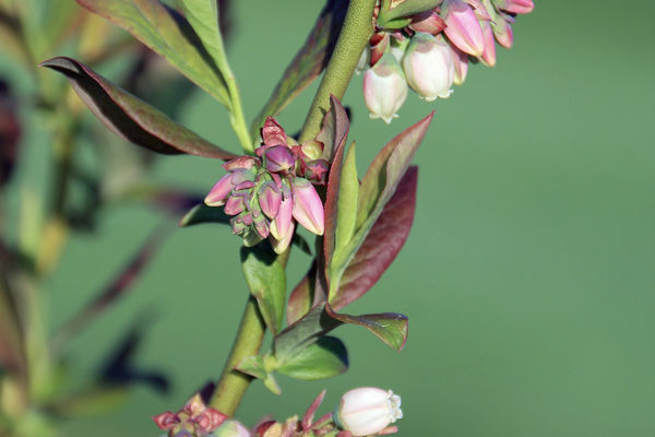 Patriot Blueberry