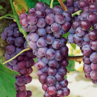 Grapes