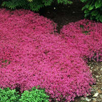 Coccineus Creeping Thyme