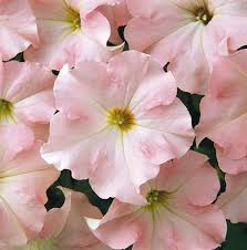 Apple Blossom Dream Petunia