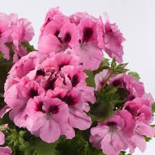 Aristo Pink Martha Washington Geraniums