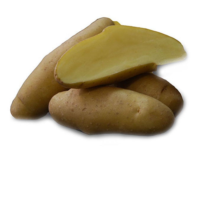 Russian Banana Fingerling Seed Potato - Price Per Pound