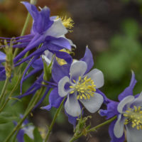 Columbine