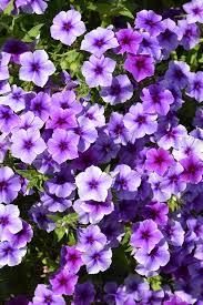 Intensia Blueberry Annual Phlox PW